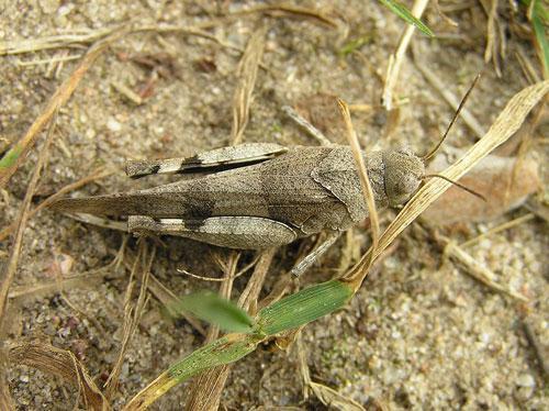 Lokalita druh Oedipoda caerulescens caerulescens