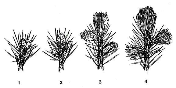 Morfologie & Dendrometrie & Biomasa & Fenologie Fenologie - měření parametrů velikosti, tvaru a objemu