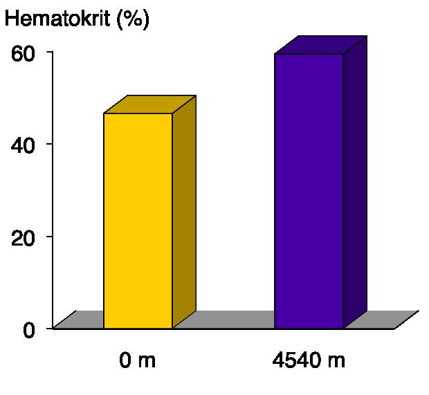 2. erytropoéza Nejdříve