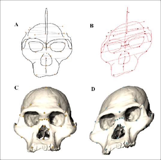 možné zachytit geometrický tvar studovaného předmětu (ROHLF ET AL., 1993). Proto bylo nutné začít v morfometrii využívat kartézskou soustavu souřadnic (SLICE, 2007).