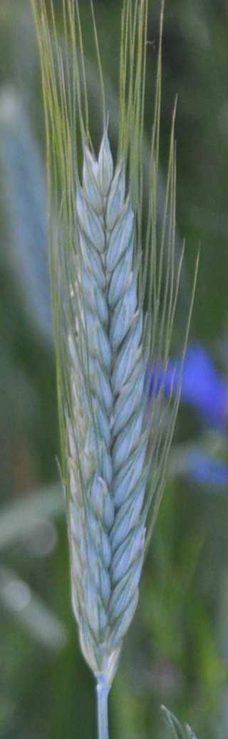 Složená květenství složený klas klas složený z klásků časté u Poaceae, lipnicovité např.