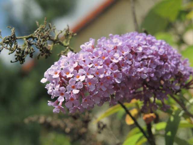 Hyacinthus, hyacint stachyoid lata s bočními větvemi klasovitými redukovanými na terminální květ