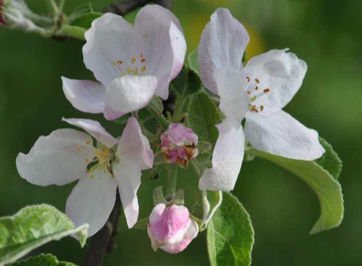 Složená květenství odvozená od laty sciadioid (uzavřený okolík) lata napodobující okolík, původně označovaný jako chocholík vřeteno různě zkráceno, často u Rosaceae, růžovité, např.
