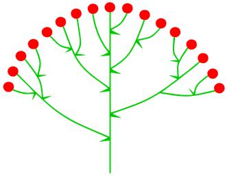 Složená květenství odvozená od laty corymbus (chocholičnatá lata) odvozené od předchozího, ale s