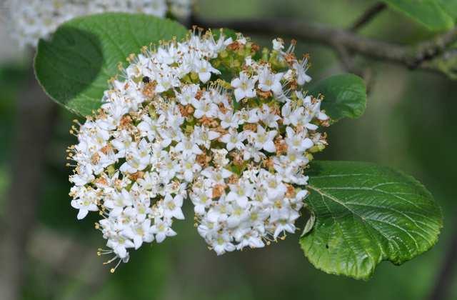 Viburnum, kalina JN; Viburnum lantana Obrázek vpravo, Amada44, public domain https://upload.