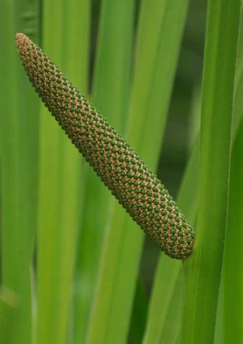 (toulec) palicí je i samičí květenství kukuřice Acorus