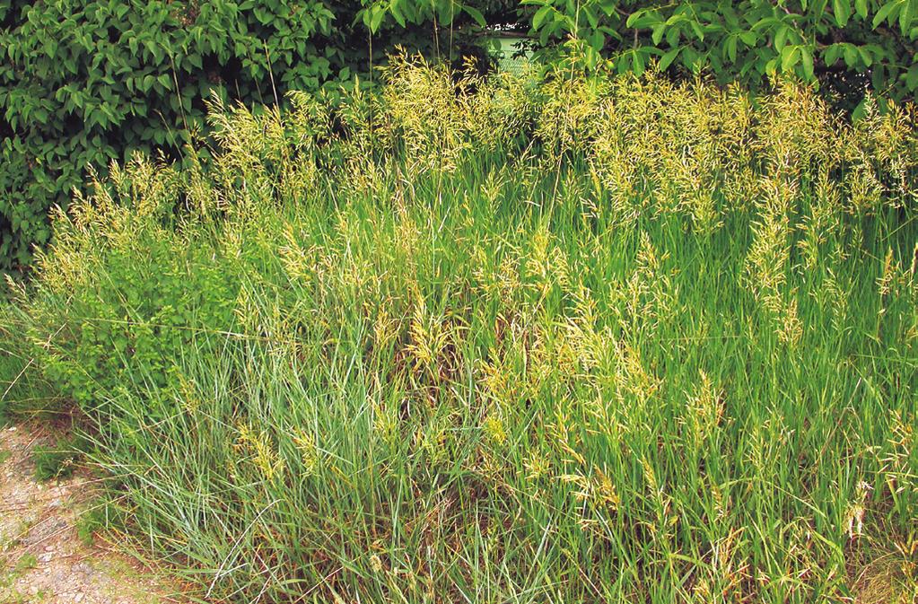 Convolvulo arvensis-elytrigion repentis Lactuca perennis, Marrubium peregrinum a Stipa capillata. Summary.