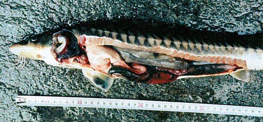 Biologické a fyziologické odlišnosti u jeseterů: Jedná se o jedny z největších ryb vůbec. Příkladem je druh Huso huso (Linnaeus, 1758).