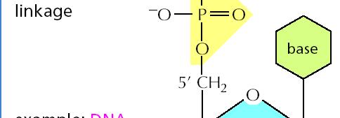 .. tvoří cukr-fosfátovou kostru řetězců nukleových kyselin řetězce