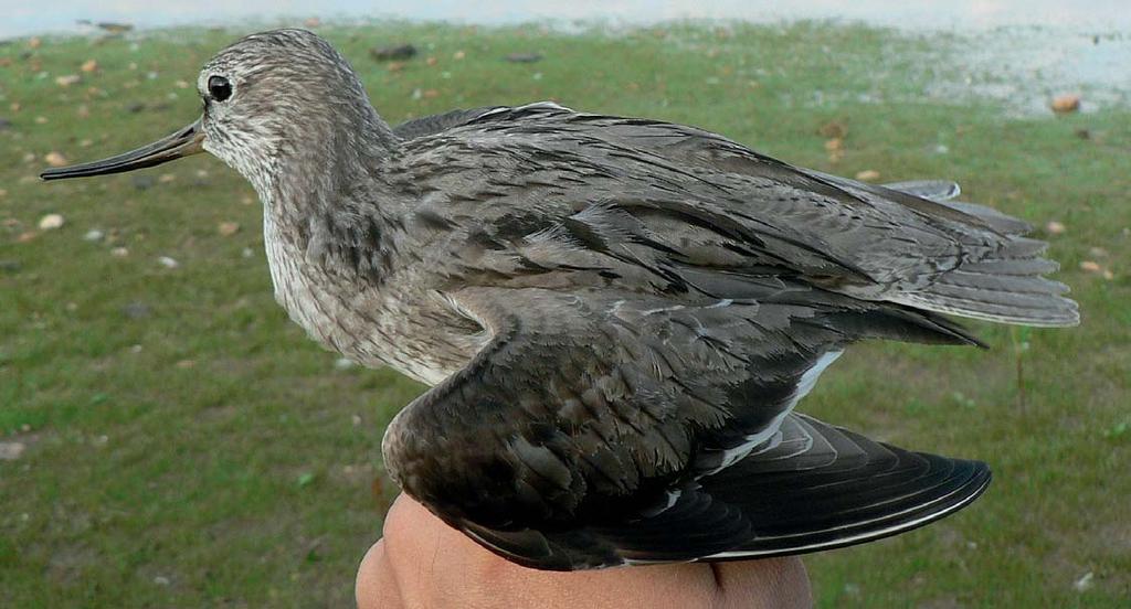 Bezesporu největší raritou roku byl odchyt adultního jedince vodouše malého (Xenus cinereus) 27. 7. 2008 na vodní nádrži Želivka.