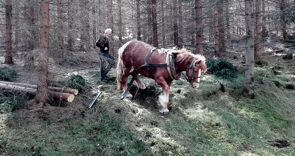 MS ČR v Písku s kočím Miroslavem Ježkem (zdroj: Zemský hřebčinec