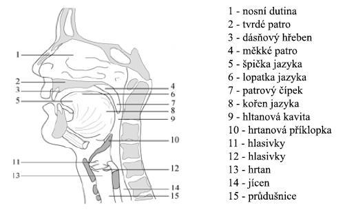 3 Tvorba lidského hlasu Lidský hlas je tvořen v dýchací soustavě, která anatomicky zahrnuje plíce, průdušky, průdušnici, hrtan, hltan, nosní a ústní dutinu [1].