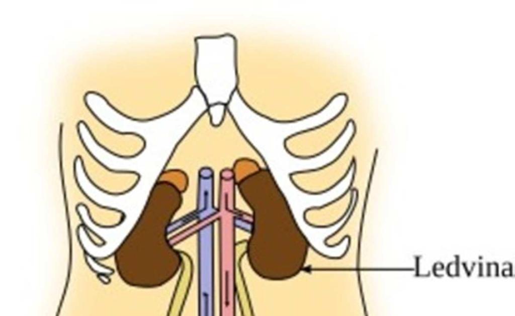 1. Anatomie a fyziologie močových cest Močové cesty obecně slouží k odstraňování rozpuštěných produktů látkové výměny z krve. Odvádí se tak toxické látky a produkty metabolické přeměny, jako např.