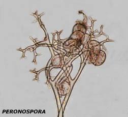rod Peronospora - nikdy se netvoří zoospory (P.
