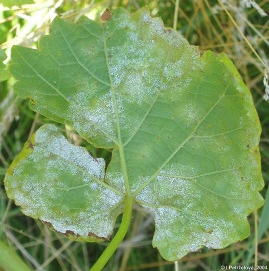 Plasmopara viticola (vřetenatka révová) parazit