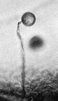 Protosteliátní skupiny hlenek [dříve třída Protostelea (Protosteliomycetes)] nejjednodušší mikroskopické hlenky; vytvářejí améboidní (myxaméby), příp.