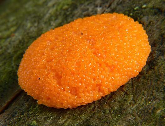 search=echinosteli um+paucifilum Lycogala vlčí mléko, růžová kulovitá aethalia (vlevo), Enteridium několik cm