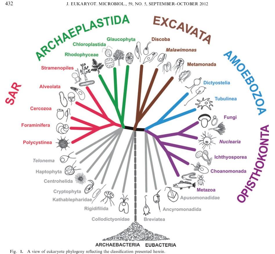 Adl et al.