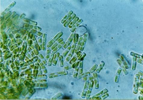 Xanthophyceae 2-4b.