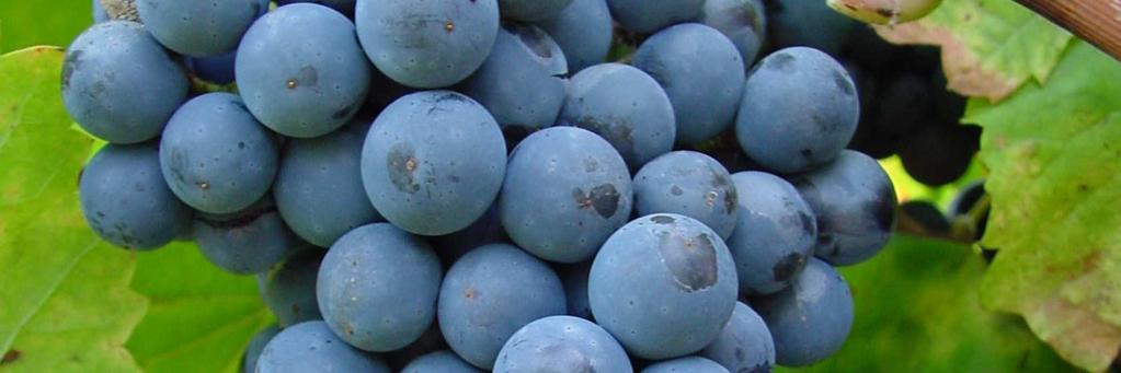 Glos. Jedná se o křížence Merlan (Merlot x Seibel 13.666) x Fratava (Frankovka x Svatovavřinecké).