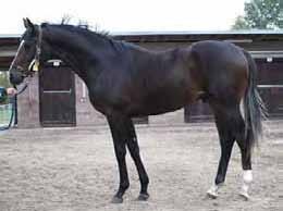 KOMENTOVANÝ SEZNAM NABÍZENÝCH KONÍ Ročci 45 NN (GB) 2009 Generous Marcin Kaszubowski 46 NN (IRE) 2009 Cockney Rebel Oak Lodge Stud 47 NN (CZE) 2010 Tiger Cafe Kateřina Henslerová 48 ALESSANDRIA (CZE)