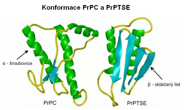 2.2 Prionový protein 12 Obr. 2: Konformace PrP C a PrP TSE (upraveno podle http://www.cmpharm.ucsf.edu/cohen/media/pages/gallery.