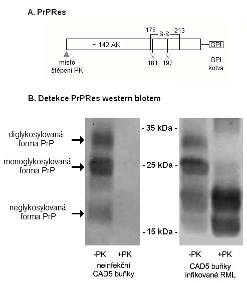 2.2 Prionový protein 13 Obr. 3: A - PrP Res.