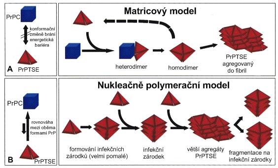 2.2 Prionový protein 15 na menší, a inkubace, během které dochází ke konverzi PrP C na PrP TSE a vzniku větších agregátů (Castilla et al., 2005). Obr.