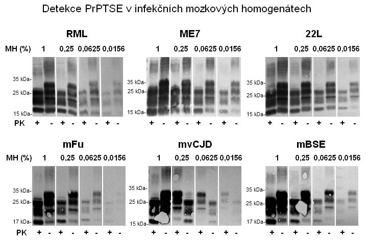 5.1 Senzitivita CAD5 buněk k infekci různými prionovými kmeny 44 a mbse bylo ve srovnání s kmeny RML, ME7 a 22L na hranici detekovatelnosti. Obr.