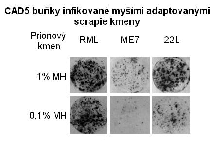 5.1 Senzitivita CAD5 buněk k infekci různými prionovými kmeny 47 Obr. 9: Detekce PrP TSE po infekci CAD5 buněk MH obsahujícími priony myších adaptovaných scrapie kmenů.