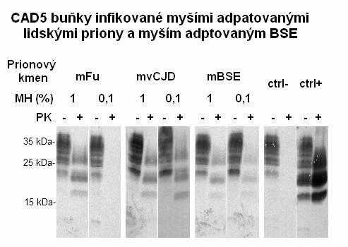 5.1 Senzitivita CAD5 buněk k infekci různými prionovými kmeny 48 dle protokolu 4.2.1 Následně byly CAD5 buňky infikovány 1% a 0,1% MH mfu, MH mvcjd a MH BSE podle protokolu 4.2.2 (výsledné ředění MH použité k infekci bylo ve skutečnosti 20krát nižší, viz 4.