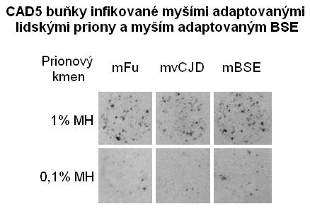 5.1 Senzitivita CAD5 buněk k infekci různými prionovými kmeny 49 a MH mbse bylo detekované množství PrP TSE větší v porovnání s infekcí 0,1% MH.