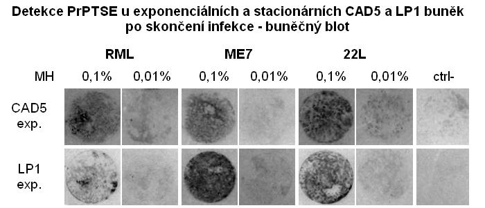 5.2 Propagace PrP TSE u buněk v exponenciální a stacionární růstové fázi 55 homogenátech, ve kterém bylo největší množství PrP TSE detekováno právě v MH ME7.