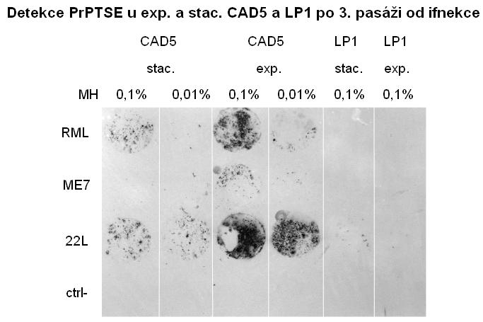 5.3 Přenos prionové infekce závisle i nezávisle na buněčném kontaktu 58 Obr. 16: Detekce přítomnosti PrP TSE u exponenciálních a stacionárních CAD5 a LP1 buněk po 3. pasáži od infekce.