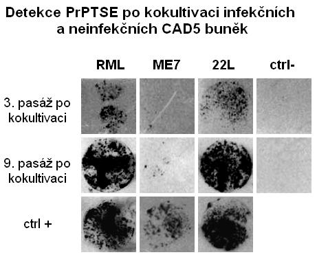 5.3 Přenos prionové infekce závisle i nezávisle na buněčném kontaktu 60 Obr. 17: Detekce PrP TSE po kokultivaci neinfekčních a infekčních CAD5 buněk.