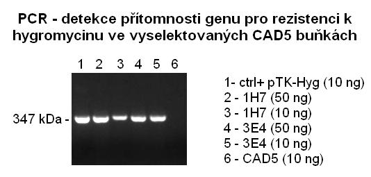 5.3 Přenos prionové infekce závisle i nezávisle na buněčném kontaktu 62 Obr. 18: Plazmid použitý pro transfekci CAD5 buněk.