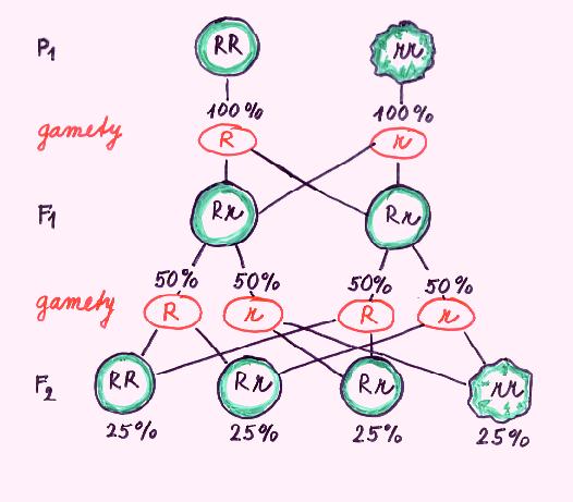 Dědičnost dominantních a recesivních znaků RR rr 100%