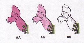 NEÚPLNÁ DOMINANCE Heterozygot je intermediárním fenotypem