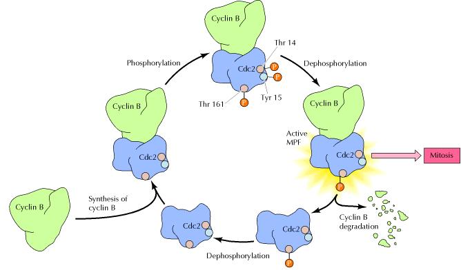 MPF Ciklin B + protein kinaza
