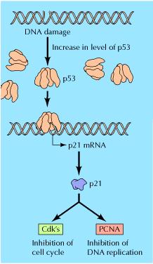 MPF Ciklin B + protein kinaza (Cdc2) Fosforilacija lamina histona H1 (kondenzacija hromatina) nukleolina NO38 vimentina pratećih proteina