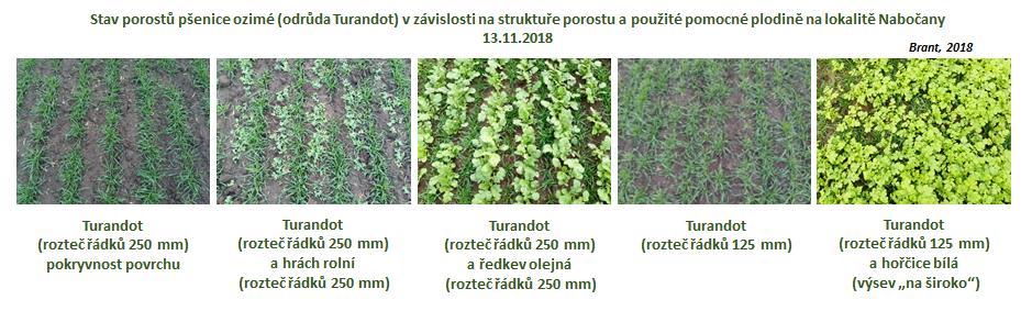 Obr. 2: Stav porostů ozimé (odrůda Turandot) v závislosti na struktuře porostu