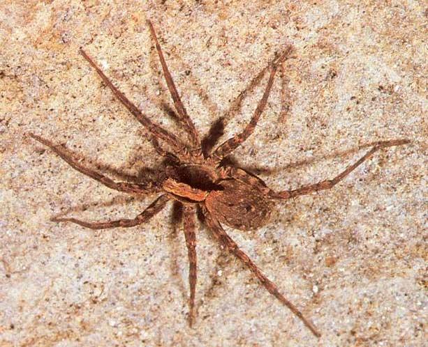 Foto 1: Dospělá samice druhu Xerolycosa nemoralis (WESTRING 1861). Převzato z atlasu od H. BELLMANNA (2001).