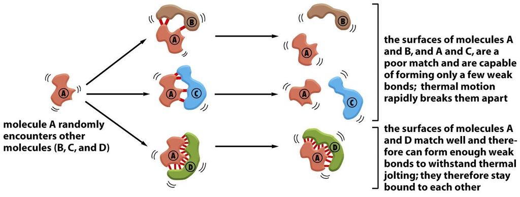 Síla vazby (protein ligand) - rovnovážná konstanta - disociační