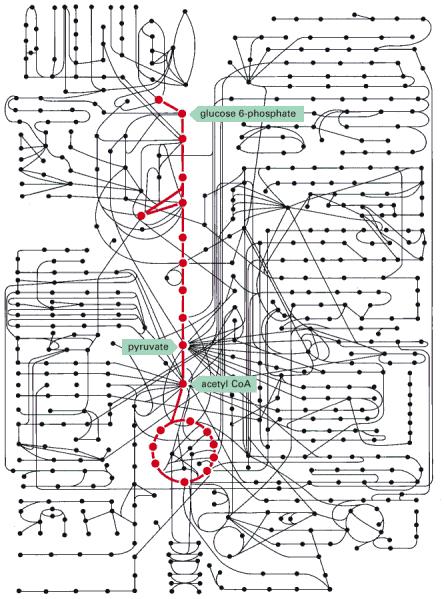 Enzymy Ligand substrát Dochází ke CH změně substrátu