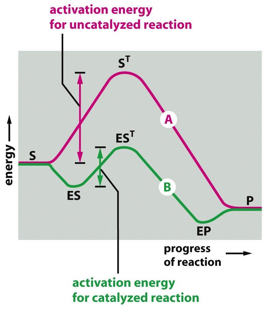 Figure 3-46 Molecular Biology of