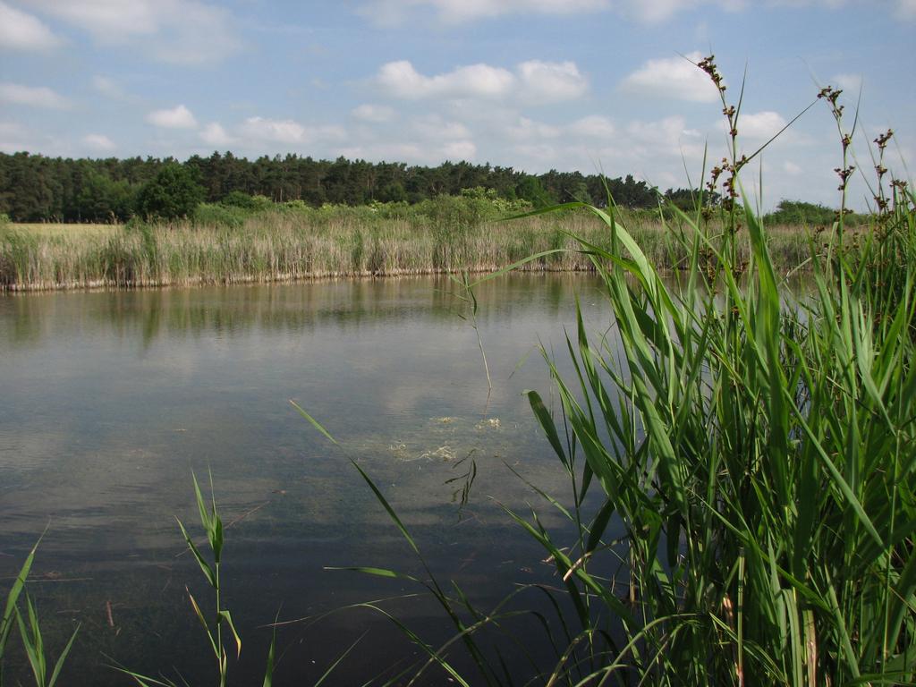 Obr. 2. Větší tůň (lokalita č. 3) v jihozápadní části NPP Hrabanovská černava je nejvýznamnějším vodním stanovištěm. Všechny fotky L. Beran. Fig. 2. More extensive pool (site no.