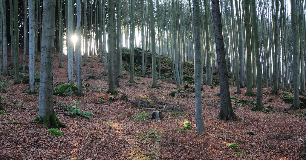 Veverka obecná (Sciurus vulgaris) Přehled nálezů. Újezd u Plánice Chýlava, lesní porost (49,40958 N, 13,45755 E), 515 m n. m. (20. 6. 2014, pozorování 1 ind.