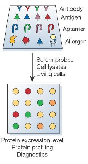 Proteinové mikročipy Protein