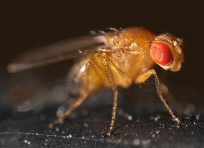 na zvířatech knockout Drosophila