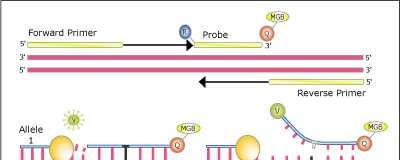 Aplikace SNP genotypizace